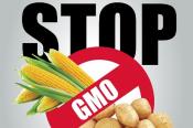 STOP GMO